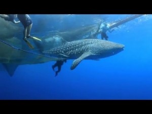 Whale Shark Freed From Net